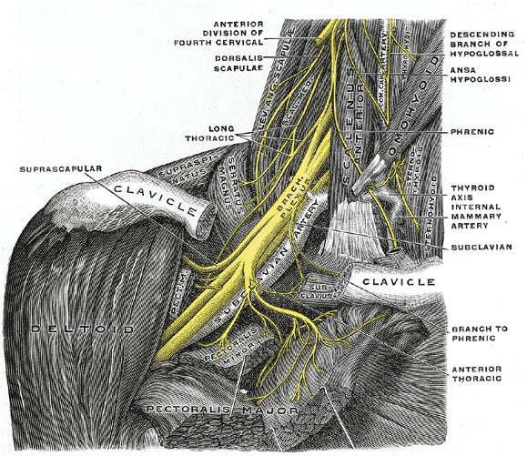 pinched-nerve-treatment-huntington-beach-orange-county.png