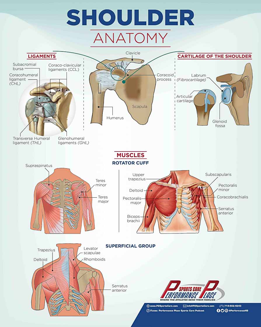 Shoulder Anatomy Poster