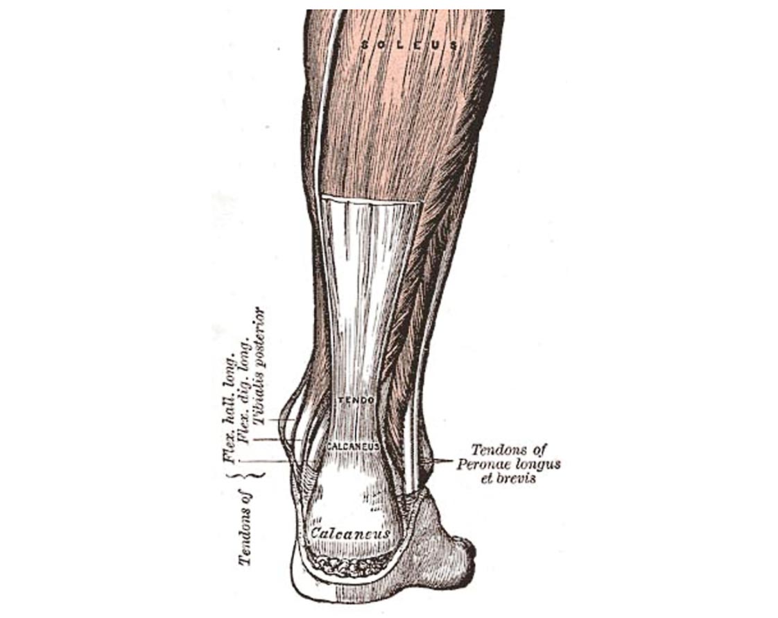 Soleus Strain Running