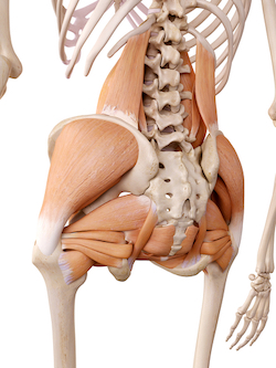 Muscles trunk hip