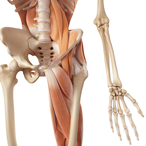 Tensor fasciae latae muscle: Anatomy and function